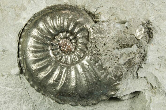Pyritized Jurassic Ammonite (Amaltheus) Fossil - France #367617